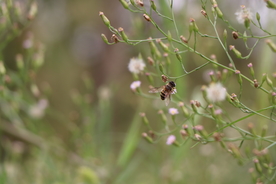 女菀 野蒿 特写