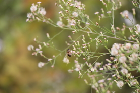 女菀 野蒿 艾蒿 冰台 遏草