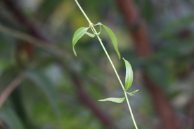 柳叶柳枝柳树特写