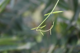 柳叶柳枝垂柳特写