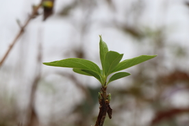 冬青树叶子图片