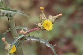 蒲公英花朵图片