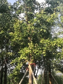 银杏树