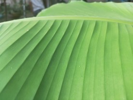芭蕉叶子 绿色植物