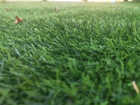 青青绿草 草坪 坚强的小草