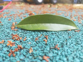 操场上的桂花 叶子 绿叶 桂花