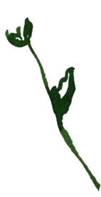 花萼 手绘 图形 简笔画