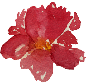 芍药 牡丹 花型 家纺