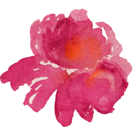 芍药 牡丹 粉红 玫红 花朵