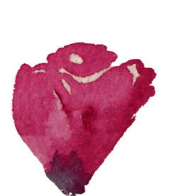 含苞待放 玫瑰 骨朵 半开放