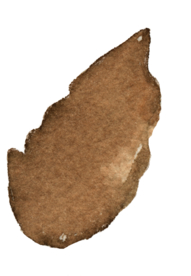 金黄色 叶子 枯萎 干枯 秋天