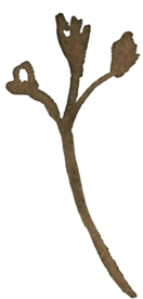 枯黄 金银花 手绘 花萼 野草