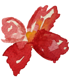 花朵 四叶花 手绘