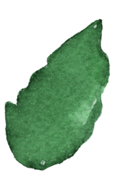 叶子 水彩 手绘