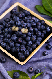 蓝莓水果果实背景海报素材