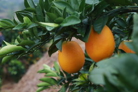 蜜桔水果树叶树枝背景海报素材