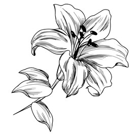 百合花