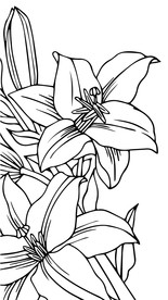 百合花