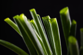 葱段小葱食材背景海报素材