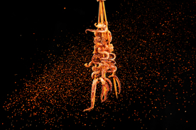 烧烤鱿鱼胡椒粉美食背景海报素材