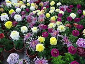 色彩斑斓的菊花