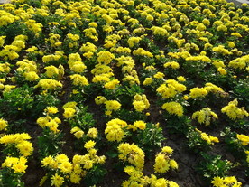 黄色菊花花海