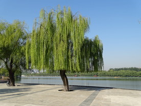 美丽的柳树