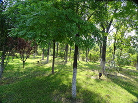 温暖阳光下的树林