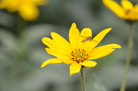 菊芋花 蜜蜂采蜜