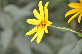 菊芋花 蜜蜂采蜜