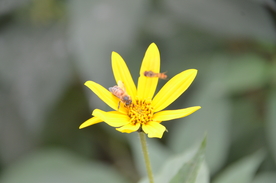 菊芋花 蜜蜂采蜜