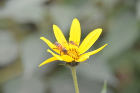 菊芋花 蜜蜂采蜜