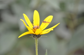 菊芋花 蜜蜂采蜜