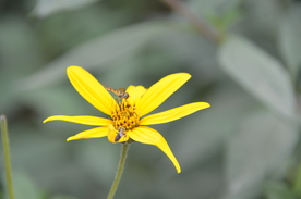 菊芋花 蜜蜂采蜜