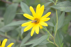 菊芋花 蜜蜂采蜜