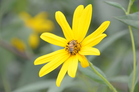 菊芋花 蜜蜂采蜜