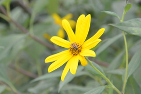 菊芋花 蜜蜂采蜜