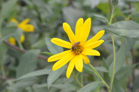 菊芋花 蜜蜂采蜜