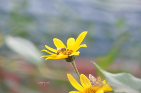 菊芋花 蜜蜂采蜜