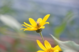 菊芋花 蜜蜂采蜜