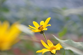菊芋花 蜜蜂采蜜