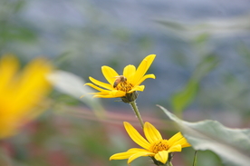 菊芋花 蜜蜂采蜜