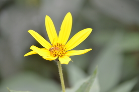 菊芋花 蜜蜂采蜜