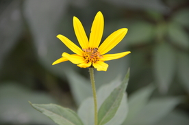 菊芋花 蜜蜂采蜜