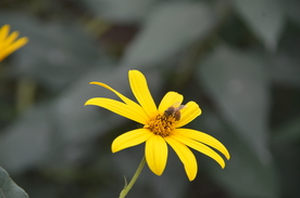 菊芋花 蜜蜂采蜜