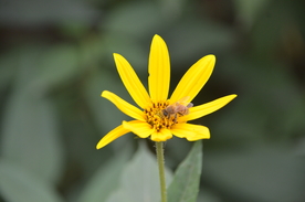 菊芋花 蜜蜂采蜜