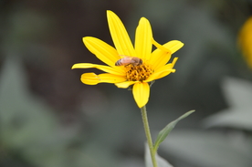 菊芋花 蜜蜂采蜜