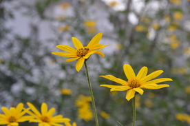 菊芋花 蜜蜂采蜜