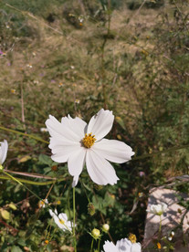 野生花草波斯菊