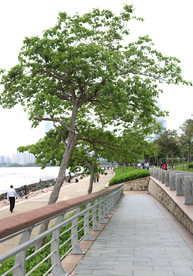 深圳湾